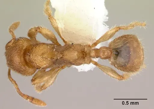 Adlerzia froggatti specimen QMT116060 image qmt116060_1