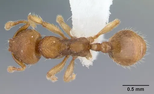 Adlerzia froggatti specimen QMT120169 image qmt120169_1