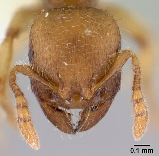 Adlerzia froggatti specimen QMT120169 image qmt120169_2