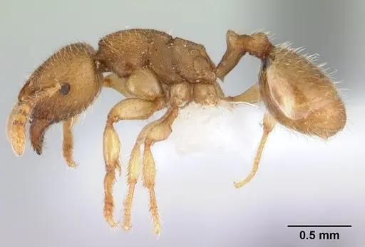Adlerzia froggatti specimen QMT120169 image qmt120169_3
