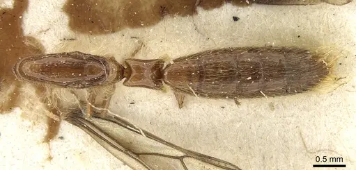 Aenictogiton attenuatus specimen CASENT0281202 image casent0281202_1