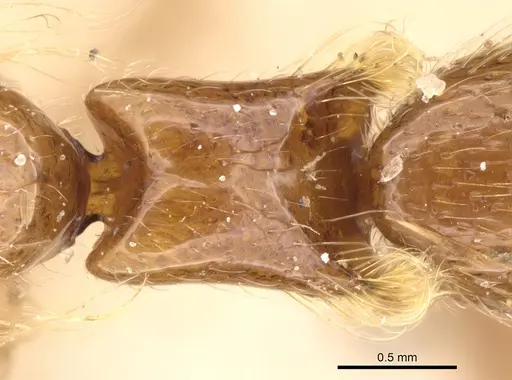 Aenictogiton attenuatus specimen CASENT0281202 image casent0281202_2