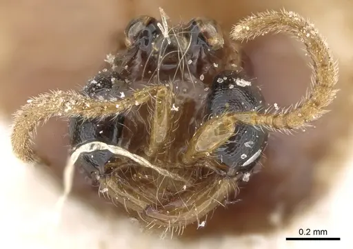 Aenictogiton attenuatus specimen CASENT0281202 image casent0281202_3