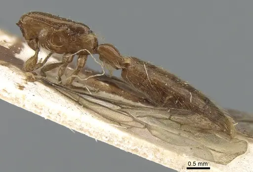 Aenictogiton attenuatus specimen CASENT0281202 image casent0281202_4