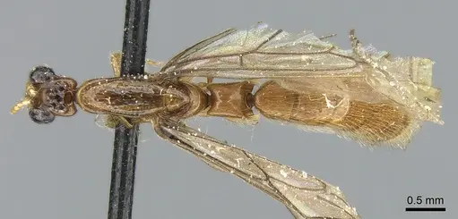 Aenictogiton attenuatus specimen CASENT0281203 image casent0281203_1