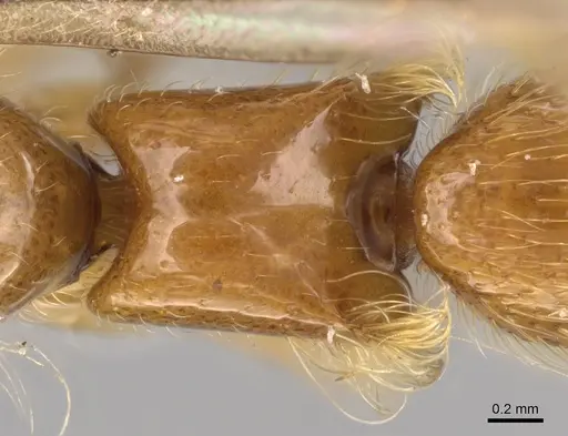 Aenictogiton attenuatus specimen CASENT0281203 image casent0281203_2