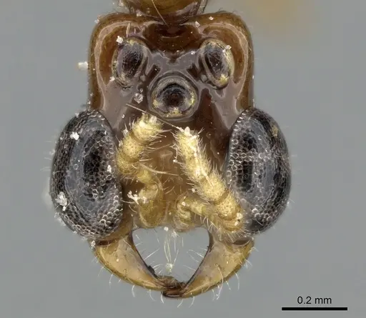 Aenictogiton attenuatus specimen CASENT0281203 image casent0281203_3