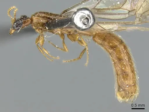 Aenictogiton attenuatus specimen CASENT0281203 image casent0281203_4