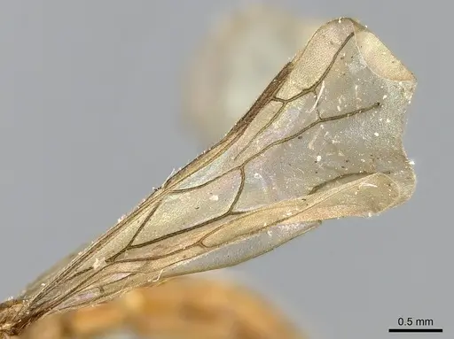 Aenictogiton attenuatus specimen CASENT0281203 image casent0281203_5