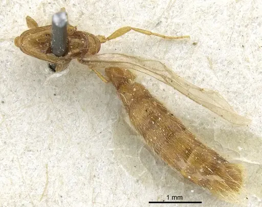 Aenictogiton attenuatus specimen CASENT0903958 image casent0903958_1