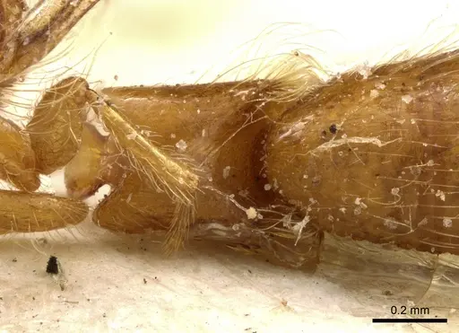 Aenictogiton attenuatus specimen CASENT0903958 image casent0903958_2