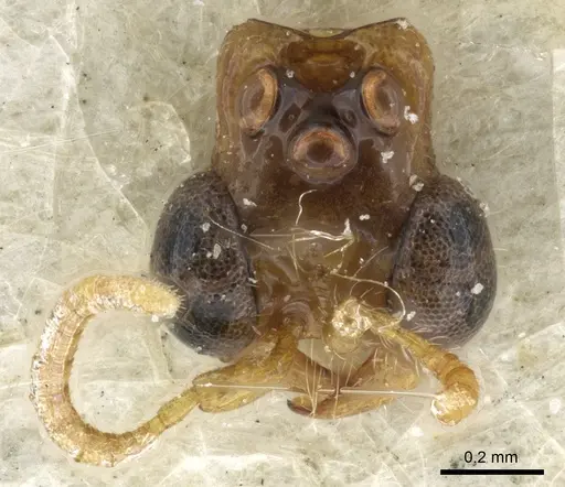 Aenictogiton attenuatus specimen CASENT0903958 image casent0903958_3