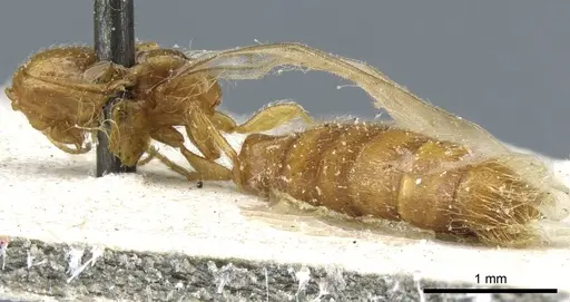 Aenictogiton attenuatus specimen CASENT0903958 image casent0903958_4