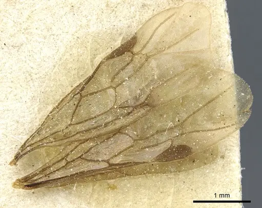 Aenictogiton attenuatus specimen CASENT0903958 image casent0903958_5