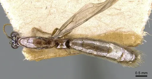 Aenictogiton bequaerti specimen CASENT0281195 image casent0281195_1