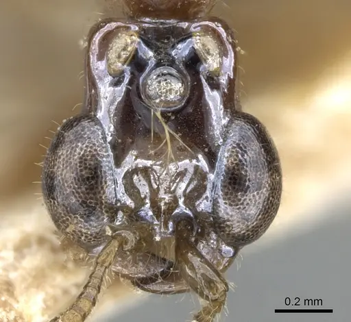 Aenictogiton bequaerti specimen CASENT0281195 image casent0281195_3