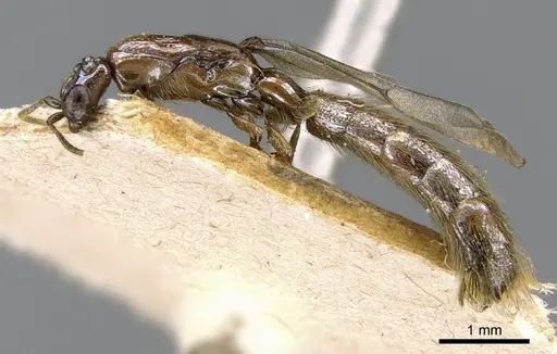 Aenictogiton bequaerti specimen CASENT0281195 image casent0281195_4