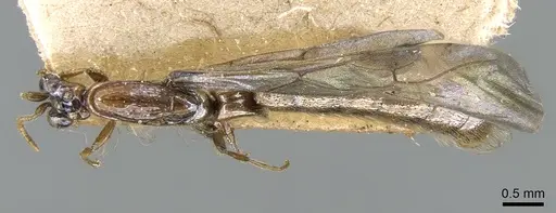 Aenictogiton bequaerti specimen CASENT0281196 image casent0281196_1