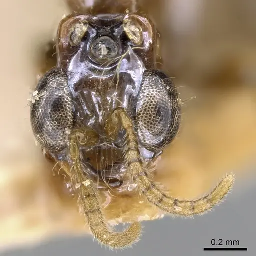 Aenictogiton bequaerti specimen CASENT0281196 image casent0281196_3