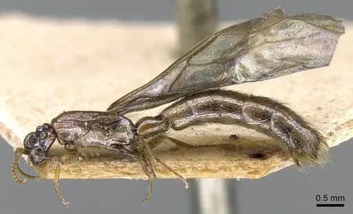 Aenictogiton bequaerti specimen CASENT0281196 image casent0281196_4