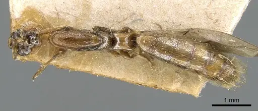 Aenictogiton bequaerti specimen CASENT0906123 image casent0906123_1