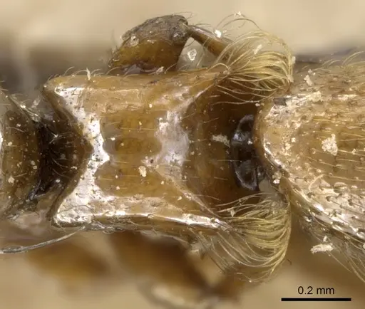 Aenictogiton bequaerti specimen CASENT0906123 image casent0906123_2