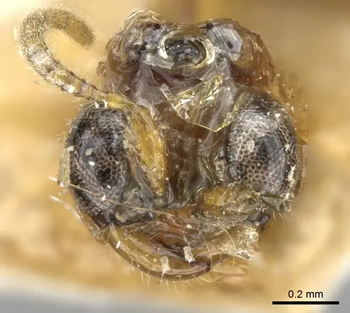 Aenictogiton bequaerti specimen CASENT0906123 image casent0906123_3