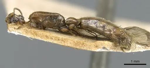 Aenictogiton bequaerti specimen CASENT0906123 image casent0906123_4