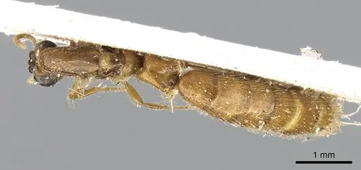 Aenictogiton elongatus specimen CASENT0281201 image casent0281201_1