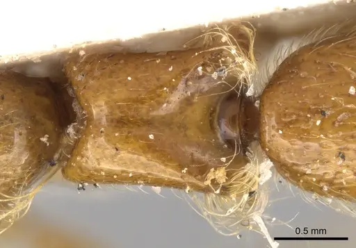 Aenictogiton elongatus specimen CASENT0281201 image casent0281201_2