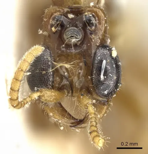 Aenictogiton elongatus specimen CASENT0281201 image casent0281201_3
