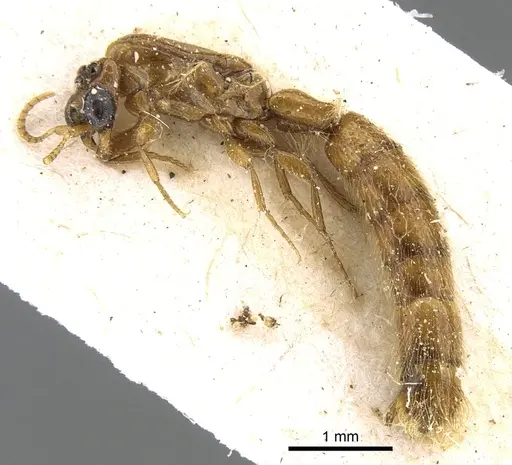 Aenictogiton elongatus specimen CASENT0281201 image casent0281201_4