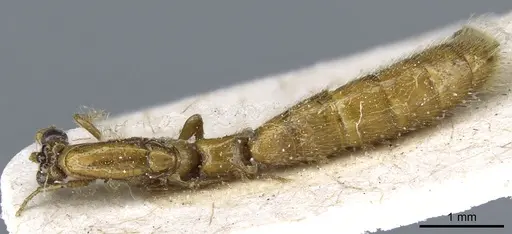 Aenictogiton elongatus specimen CASENT0903959 image casent0903959_1