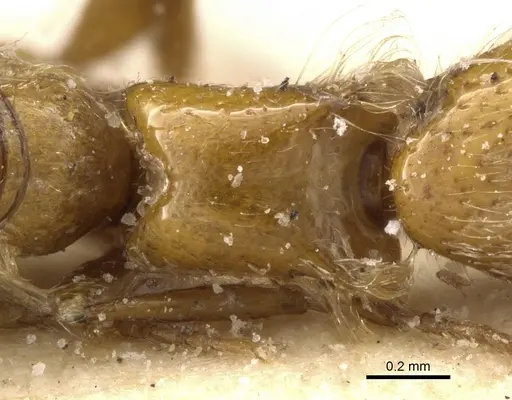 Aenictogiton elongatus specimen CASENT0903959 image casent0903959_2