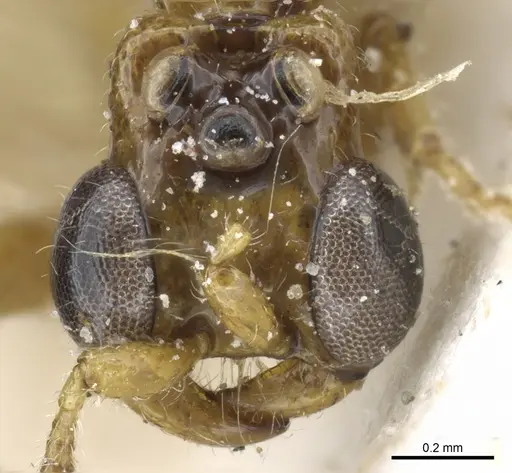 Aenictogiton elongatus specimen CASENT0903959 image casent0903959_3