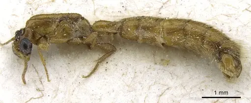 Aenictogiton elongatus specimen CASENT0903959 image casent0903959_4