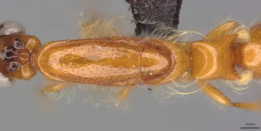 Aenictogiton emeryi specimen CASENT0066936 image casent0066936_1