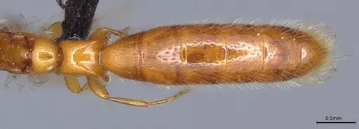Aenictogiton emeryi specimen CASENT0066936 image casent0066936_2