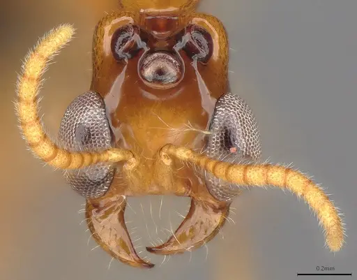 Aenictogiton emeryi specimen CASENT0066936 image casent0066936_3