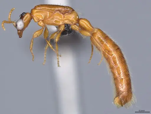 Aenictogiton emeryi specimen CASENT0066936 image casent0066936_4