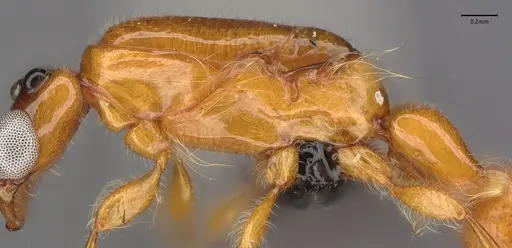 Aenictogiton emeryi specimen CASENT0066936 image casent0066936_5