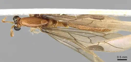 Aenictogiton emeryi specimen CASENT0281198 image casent0281198_1