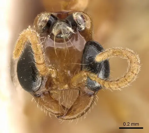 Aenictogiton emeryi specimen CASENT0281198 image casent0281198_3