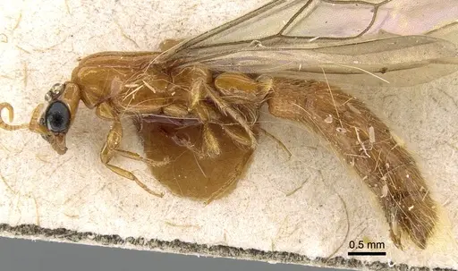 Aenictogiton emeryi specimen CASENT0281198 image casent0281198_4