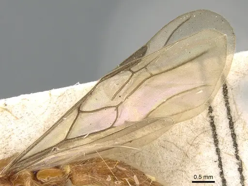 Aenictogiton emeryi specimen CASENT0281198 image casent0281198_5