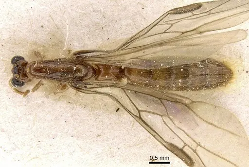 Aenictogiton emeryi specimen CASENT0281199 image casent0281199_1