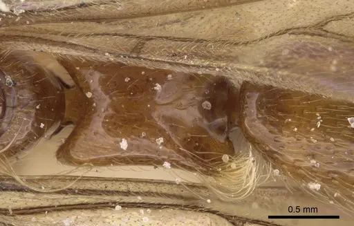 Aenictogiton emeryi specimen CASENT0281199 image casent0281199_2