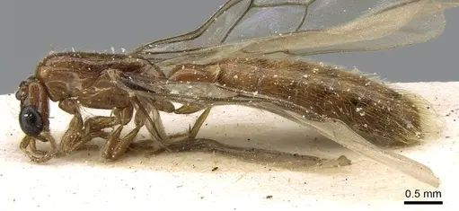 Aenictogiton emeryi specimen CASENT0281199 image casent0281199_4