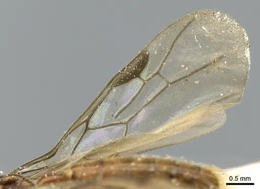 Aenictogiton emeryi specimen CASENT0281199 image casent0281199_5