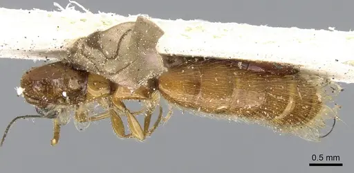 Aenictogiton emeryi specimen CASENT0281200 image casent0281200_1